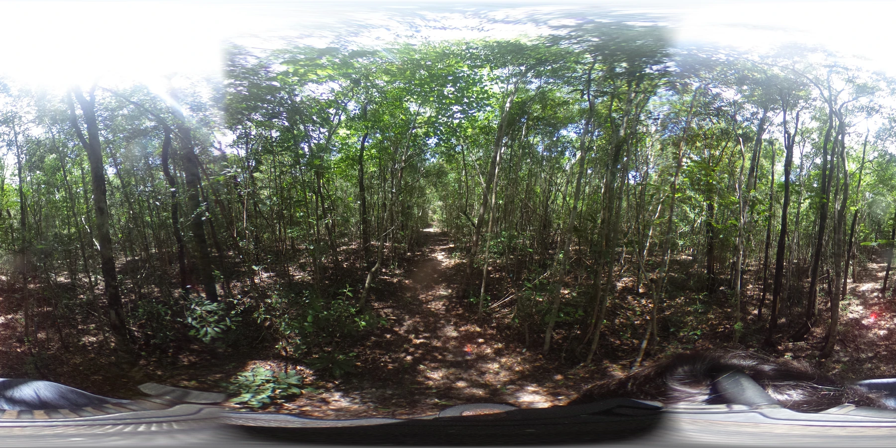 A panoramic forest-trail photograph used as example input imagery in LandLensDB documentation.