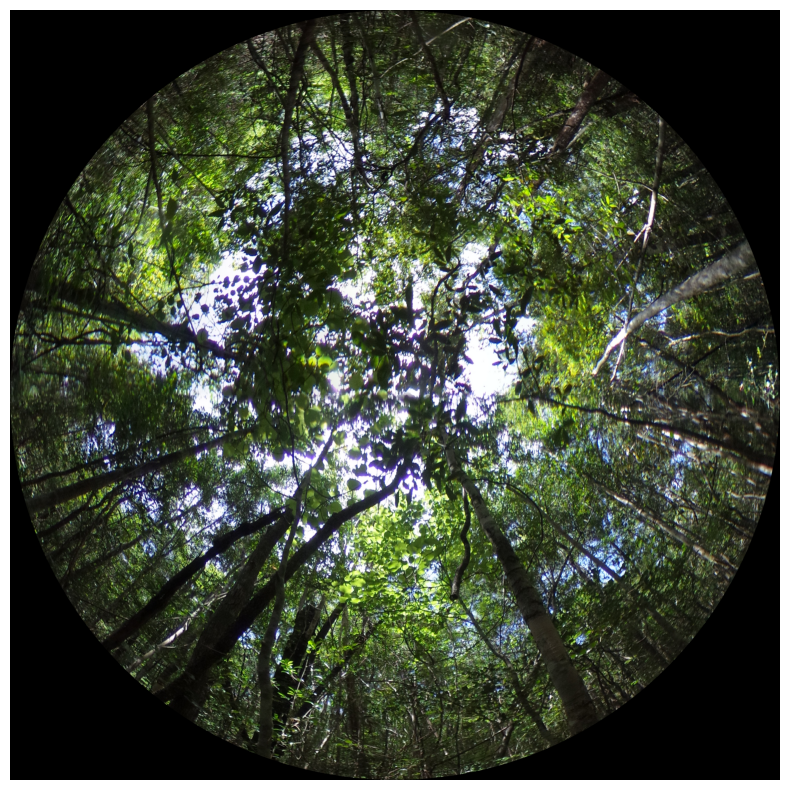 A hemispherical view looking up through a forest canopy, with patches of sky between leaves and branches.